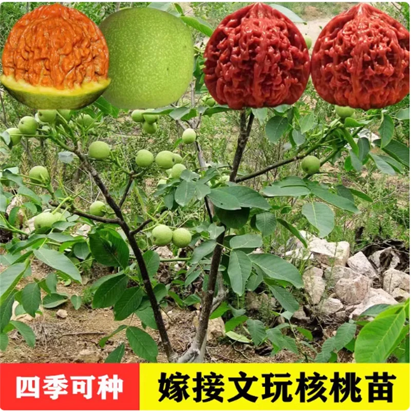 核桃果树苗新品种嫁接苗薄皮特大核桃树苖南北方四季种植当年结果