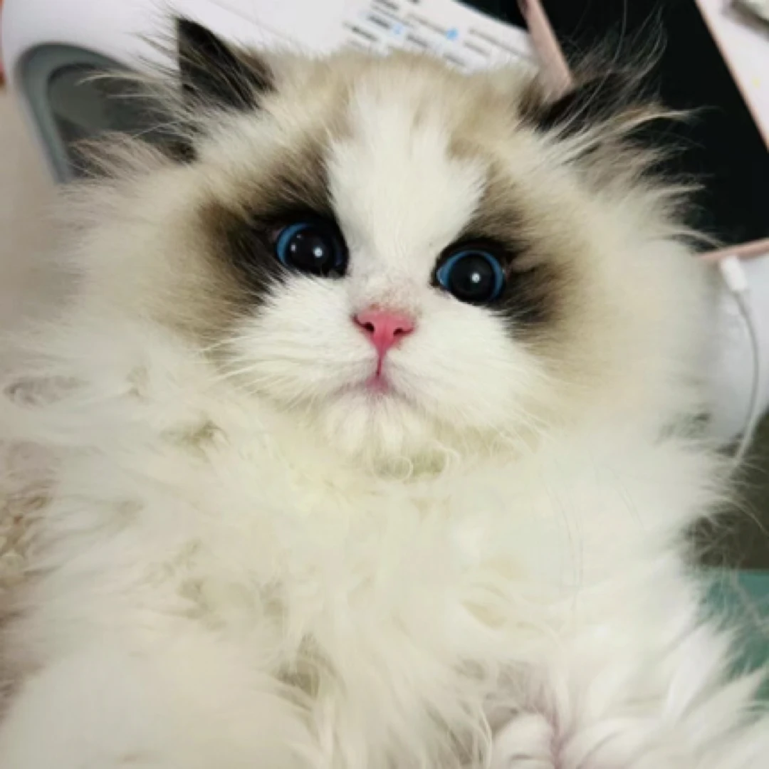 【欧樂新脸版布偶猫】活体猫咪全款链接