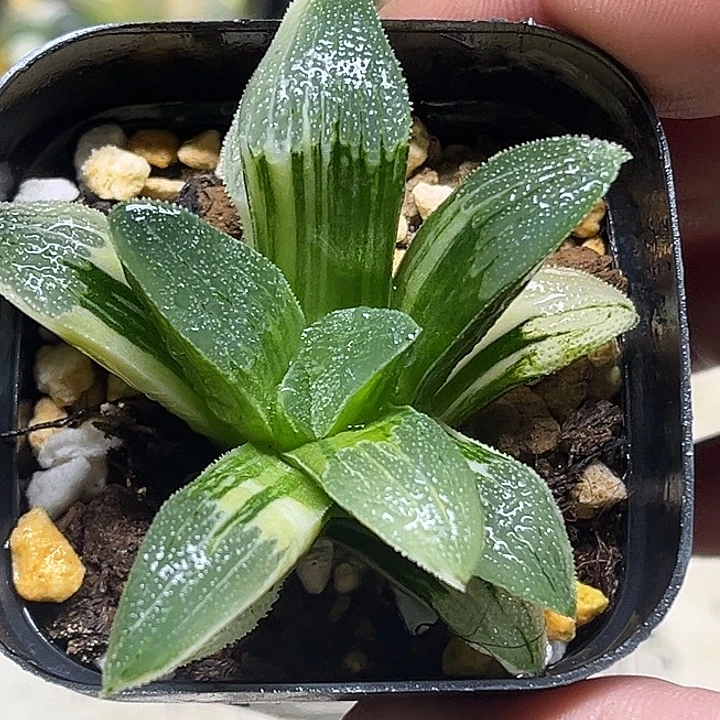 4柳叶蓝光磨面寿锦