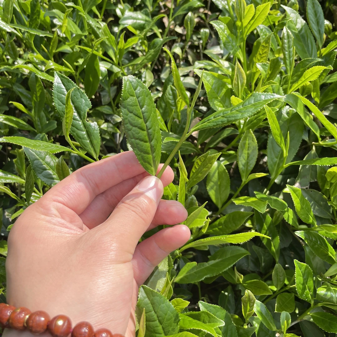 【古叶天祥】（素心兰）50g 武夷岩茶乌龙茶