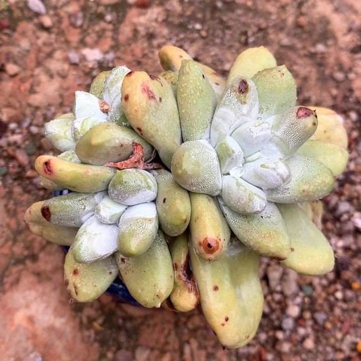 拇指，多肉植物啦啦啦啦啦