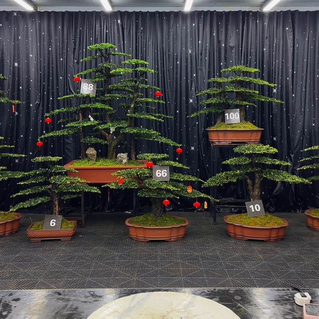 松树柏树造型盆景