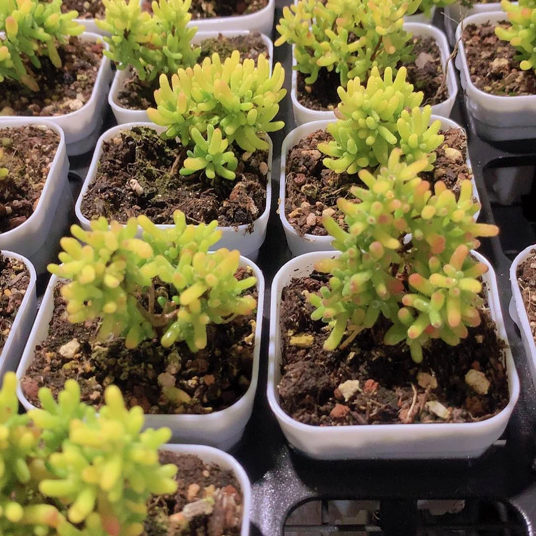 糖球锦2345677888999900