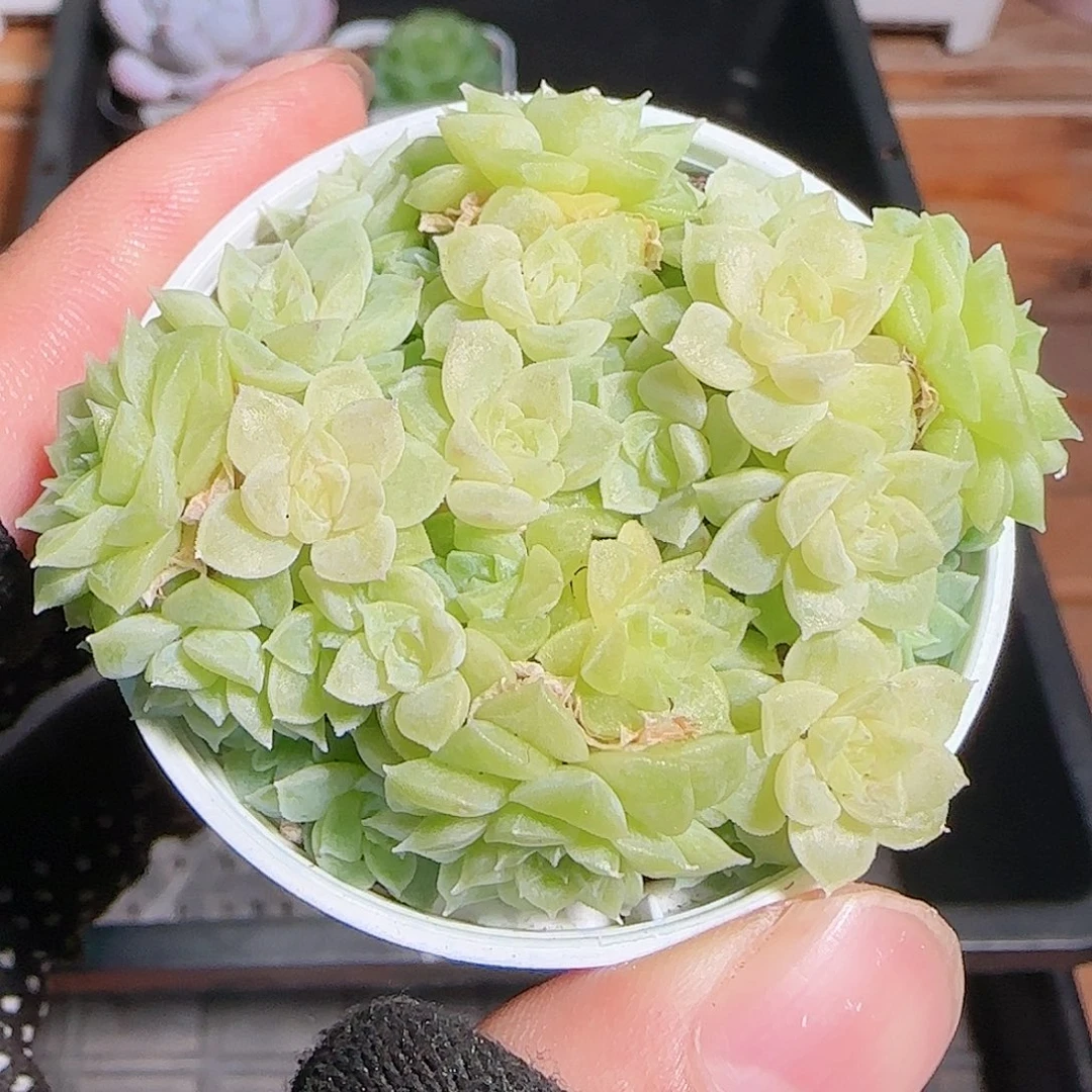 多肉1101--75麦秆群