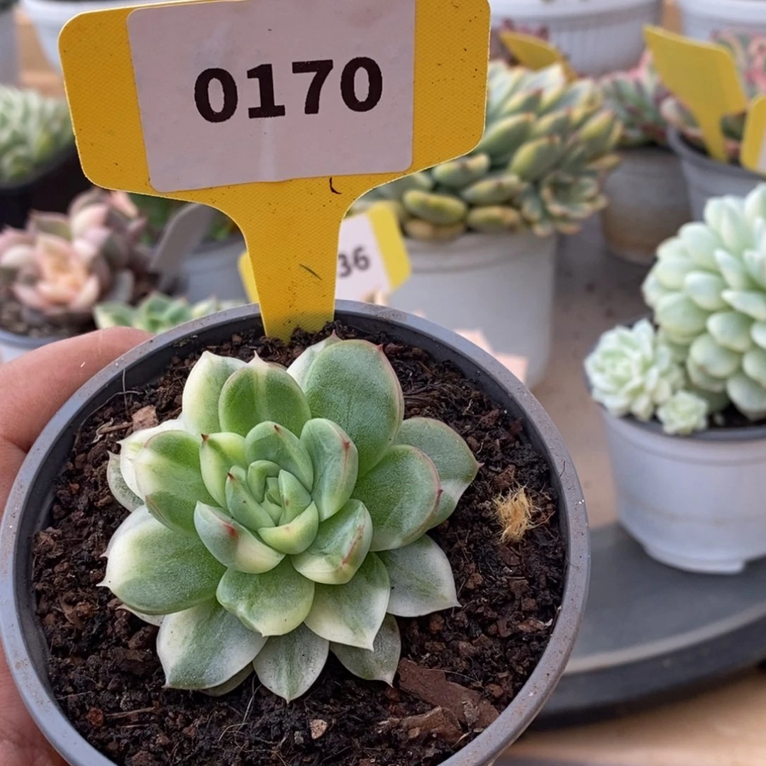 0170东元杂哈哈哈哈哈