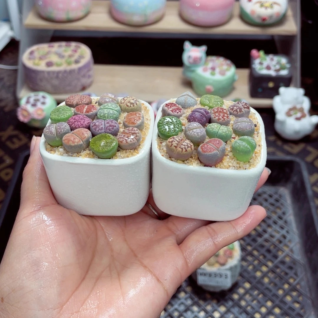 w3394 开播福利 带盆土发货一物一拍