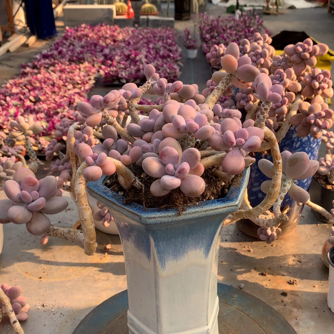 桃蛋老桩一处蹭头22号