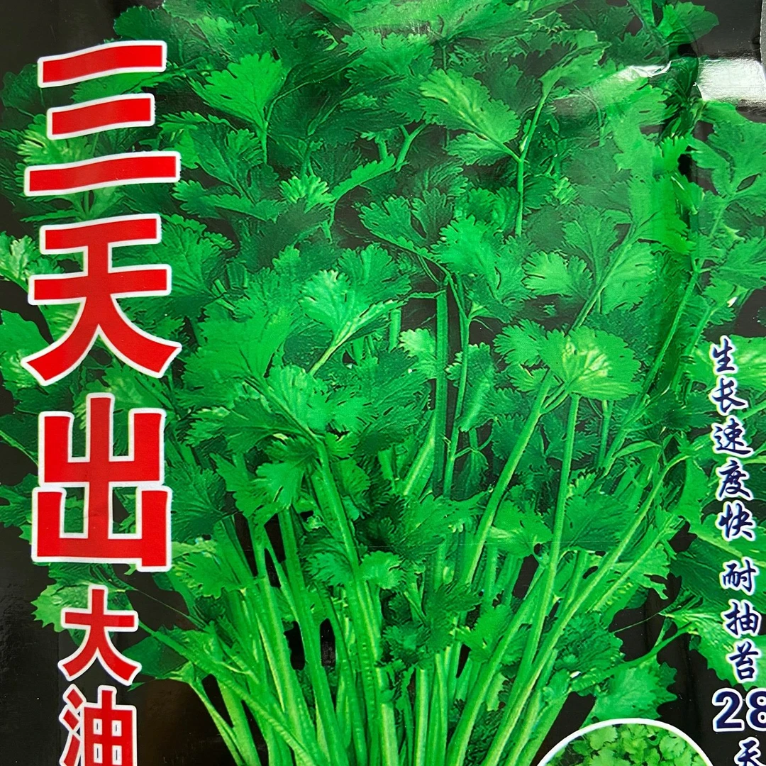 三天出大油叶香菜韭菜籽蝴蝶种子（25g左右天气新学期中国）蔬菜