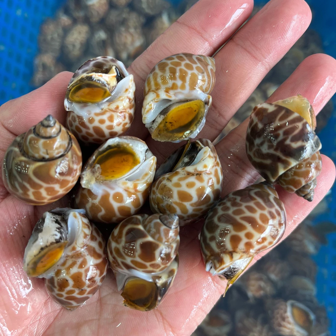 【长春同城】气冻花螺到手3斤