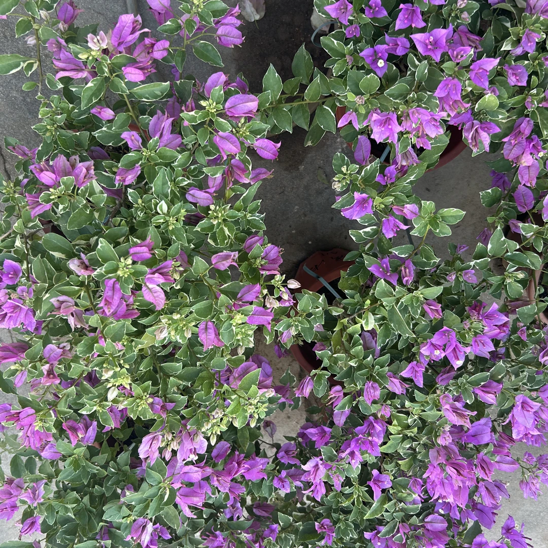 冰激凌，勤花品种，银边叶带盆带土发货，高度45至55公分盆栽