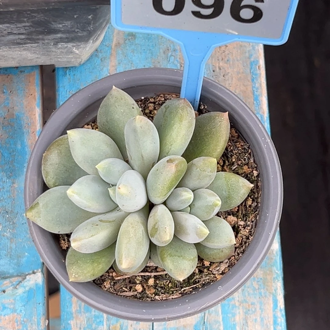 多肉植物胖体哥特群096