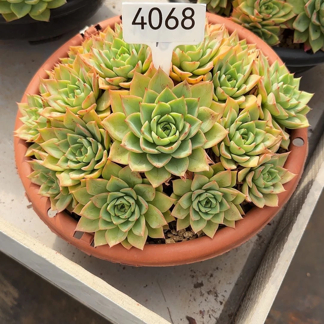 思***羽4068。        肉。