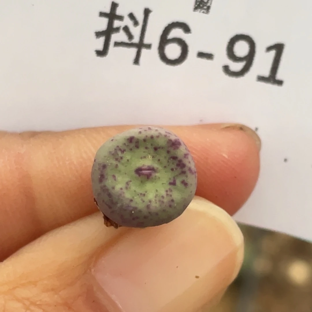 9-91紫皮嘴多肉植物