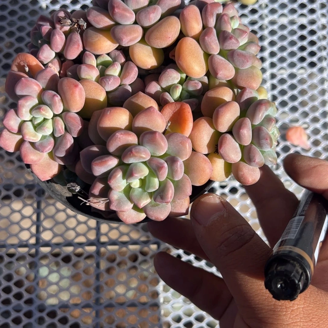 D***-木糖醇多肉植物精品