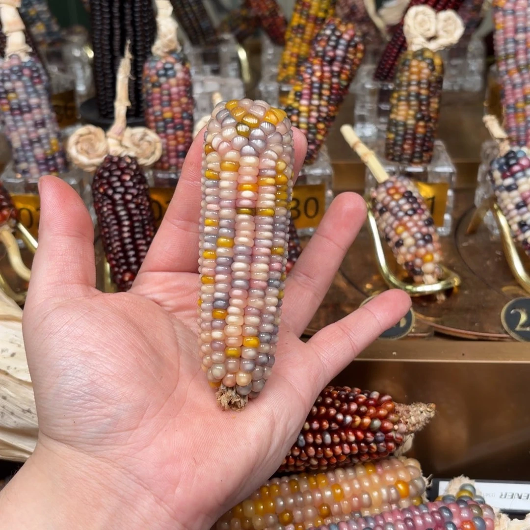 柏香籽/百香籽吊坠F****?