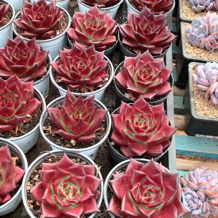 罗宾两颗多肉植物两单包邮