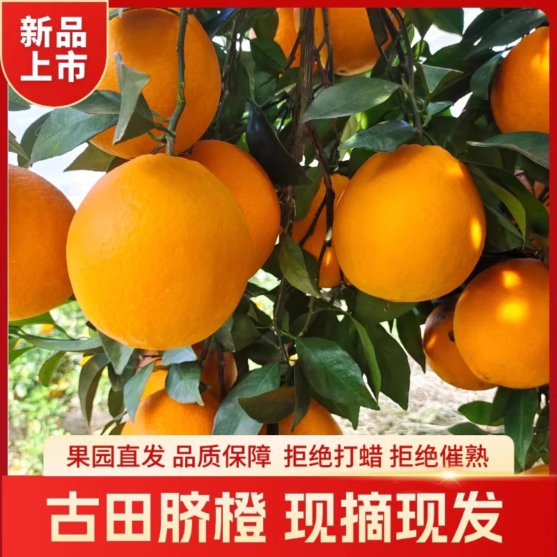 福建古田山区纽赫尔脐橙甜无公害古田山区脐橙10斤