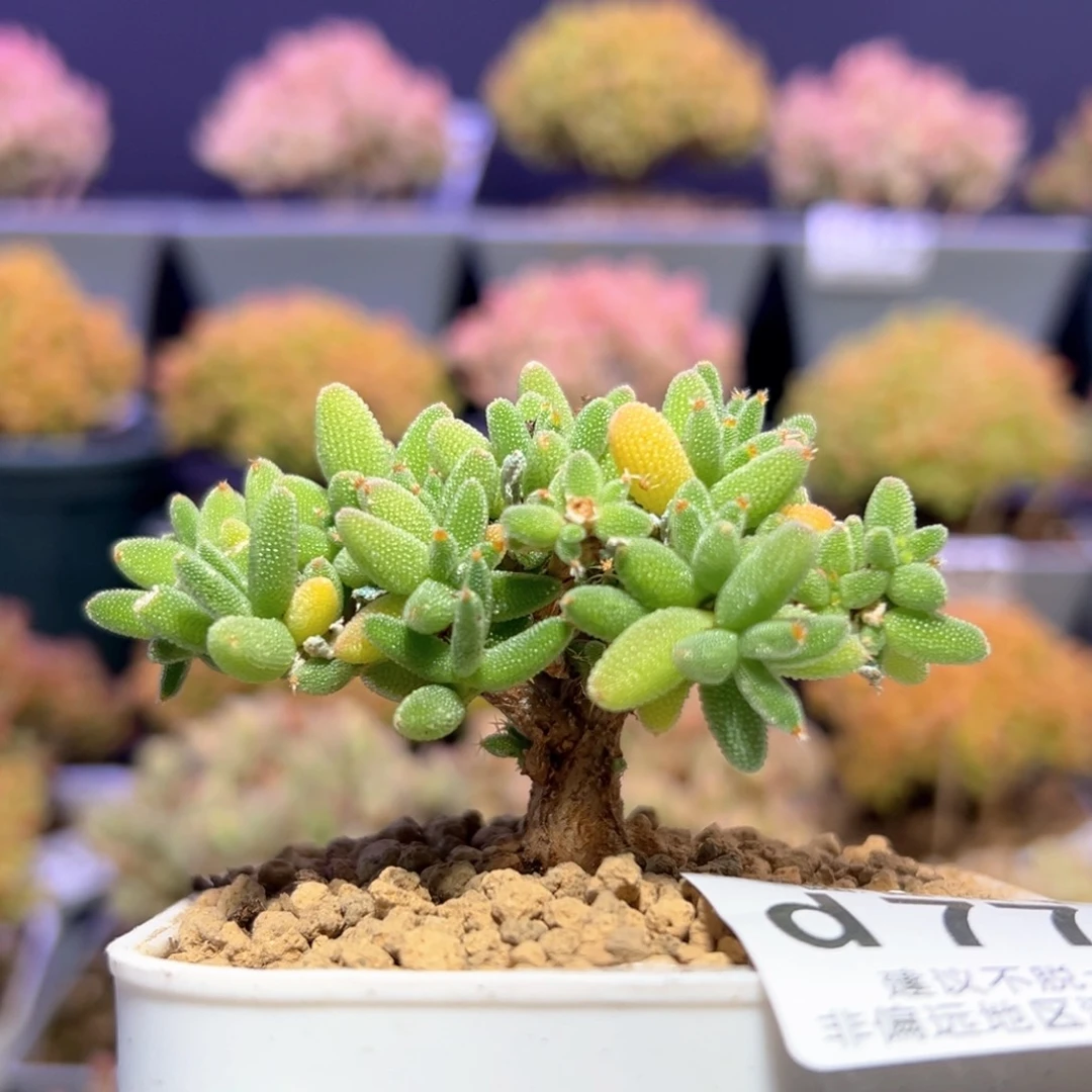 射*座d770实生玉米枝干番杏