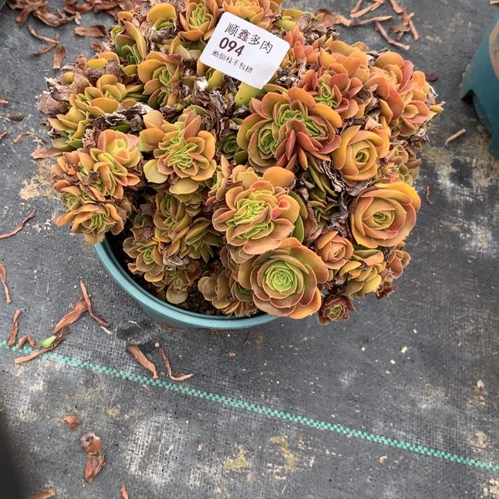 094玫瑰缀多肉特价不售后