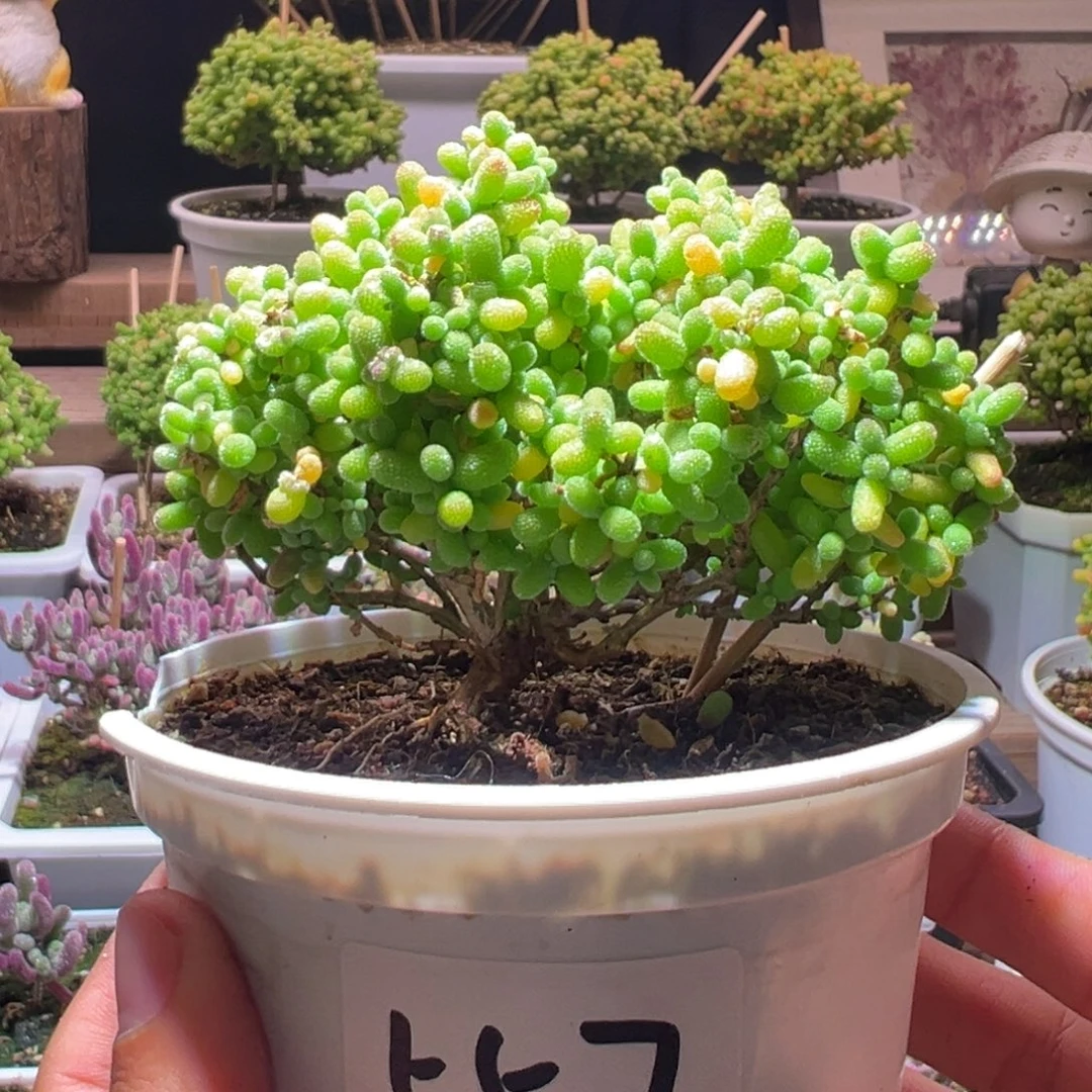 557金桔一物一拍带盆土发货