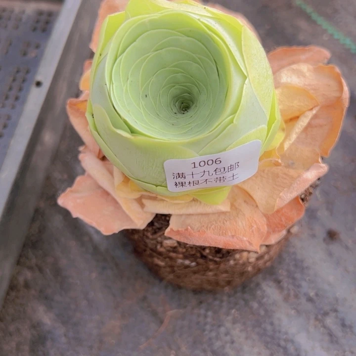 1006 裸根不带土发货不包损