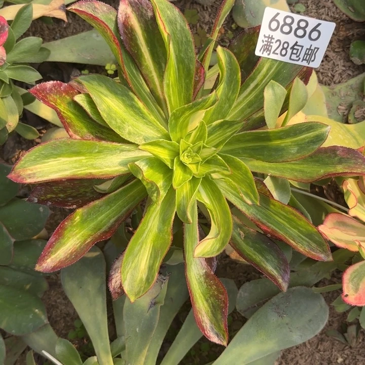 E. 6886魅影斑点彩多肉