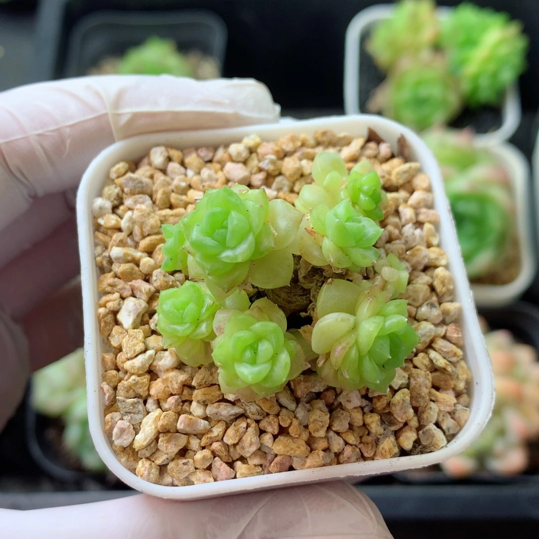 58包邮  群生不包整 93