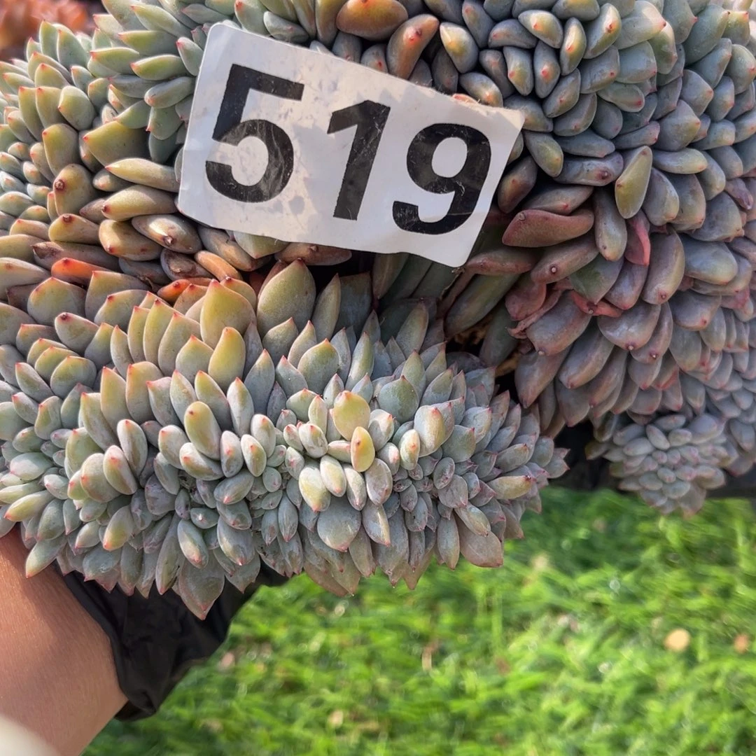 1***°159号1444788800099