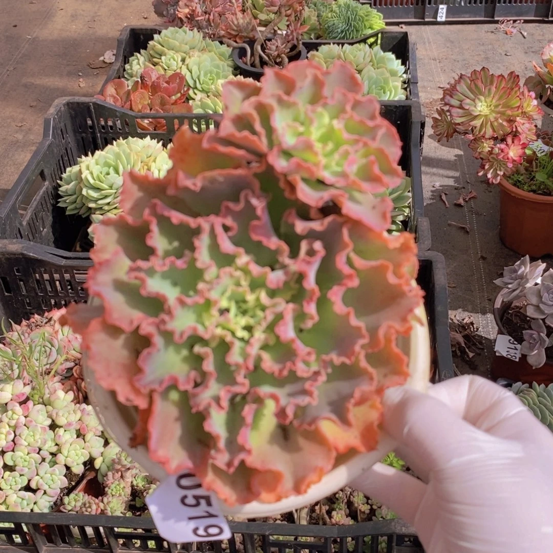 0519婚纱多头一物一拍