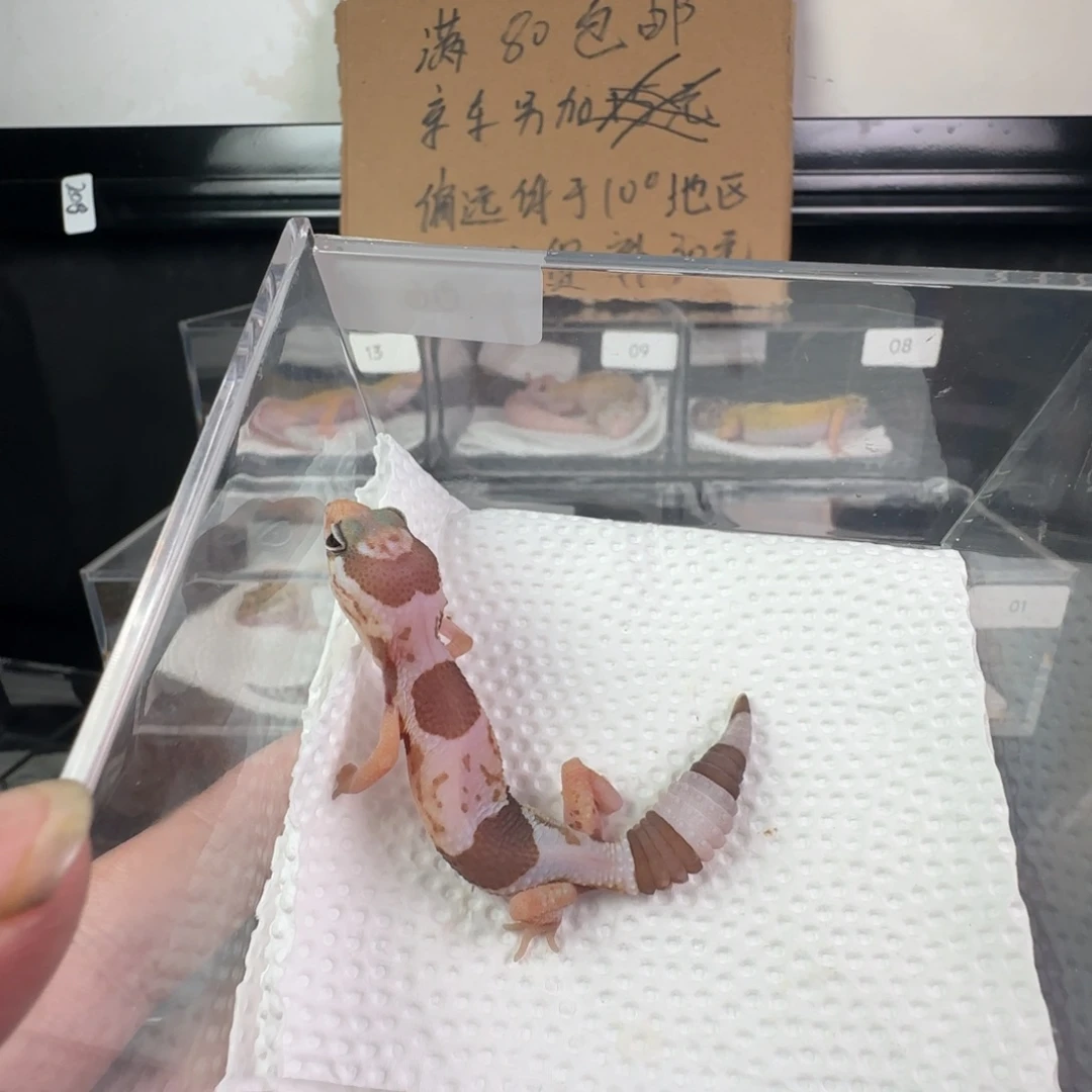 豹纹守宫奶牛焦糖弟弟