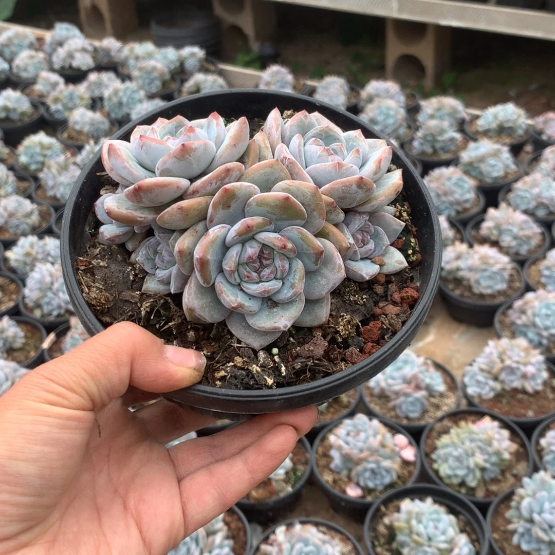 无花朵无砍哈哈哈哈哈哈20