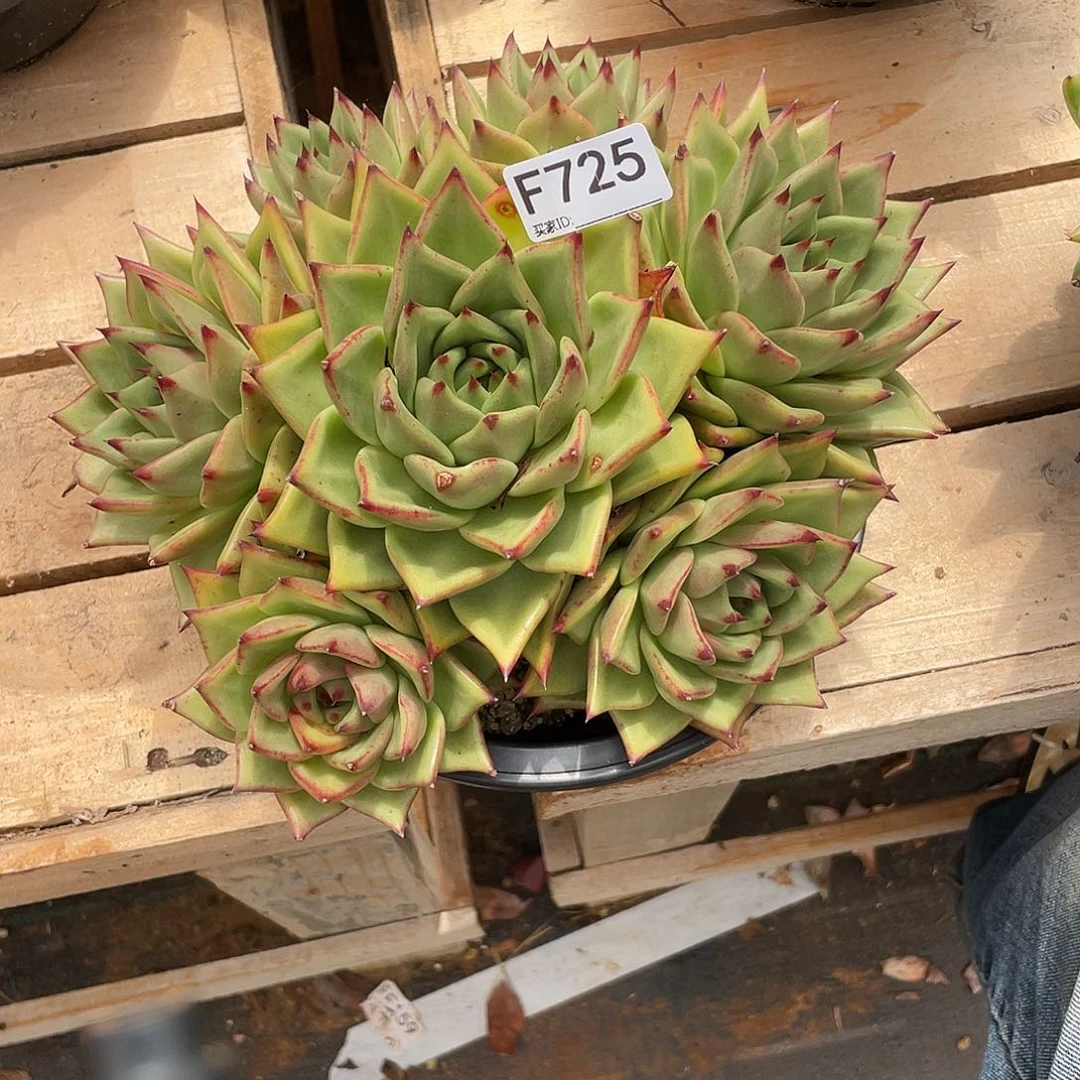 若如东云单拍F725