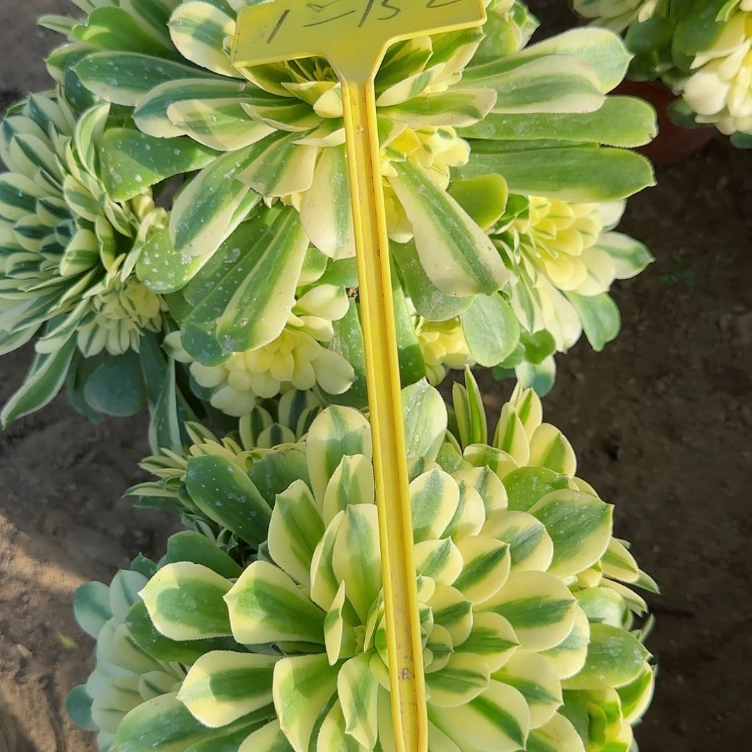 依*1-152--多头多肉植物