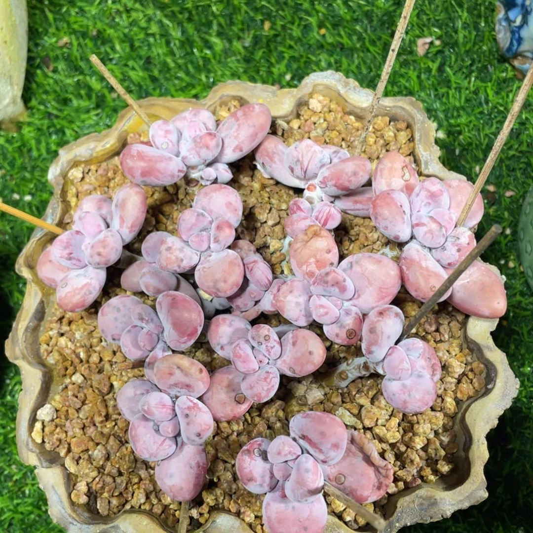 平头奶桃多肉植物