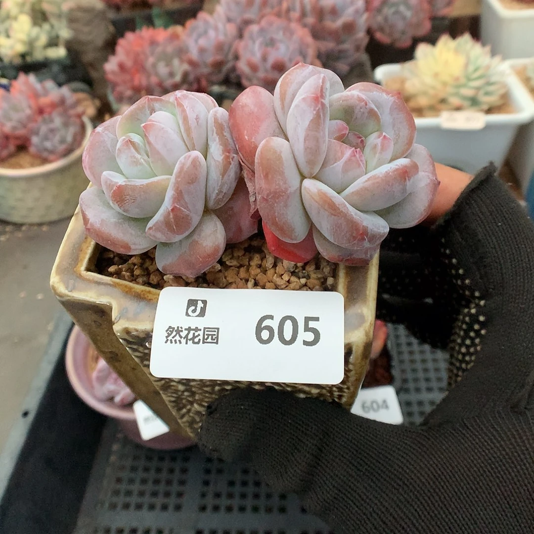 605星影多肉植物6666