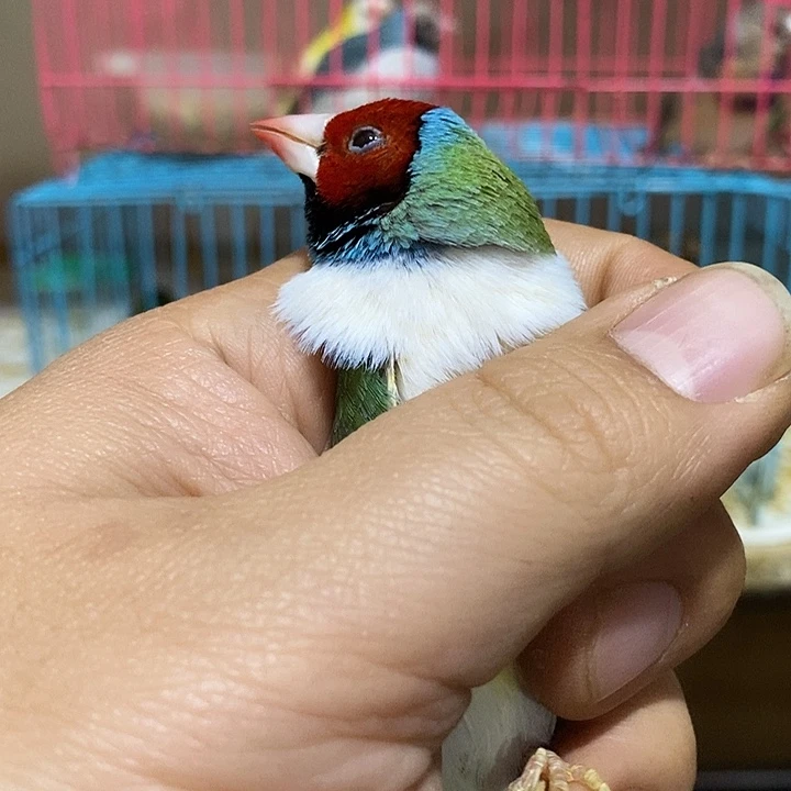 文鸟俊*换高彩，补差价