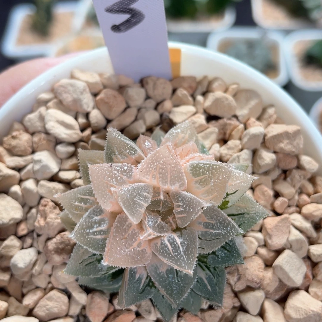 3糊斑冰砂糖锦。