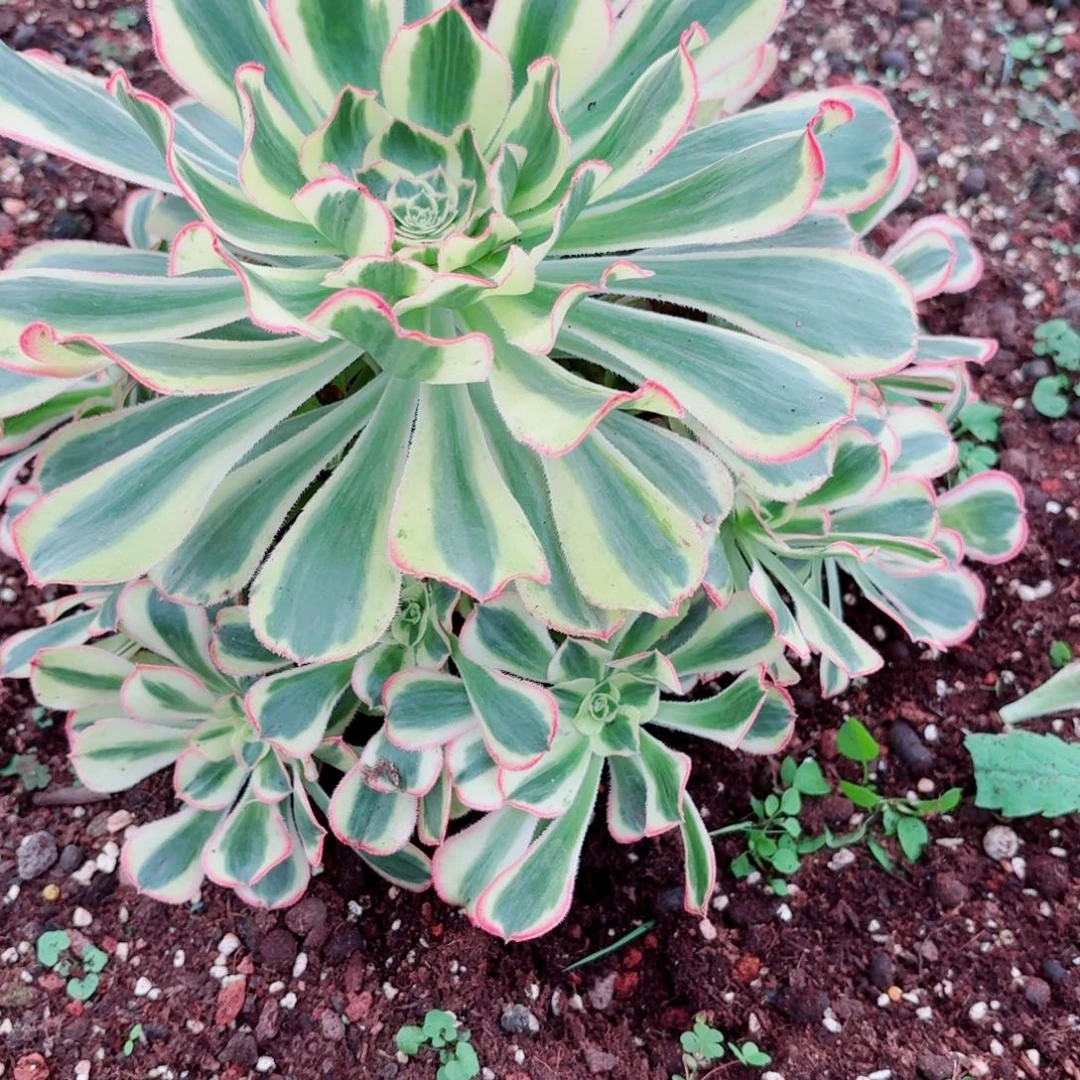 31法师锦多肉306白兰地