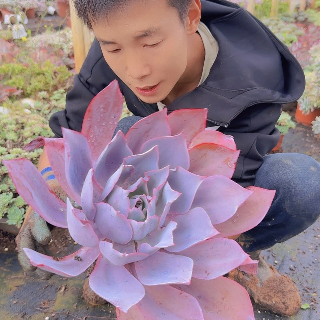 盆栽晚霞仙子多肉多肉