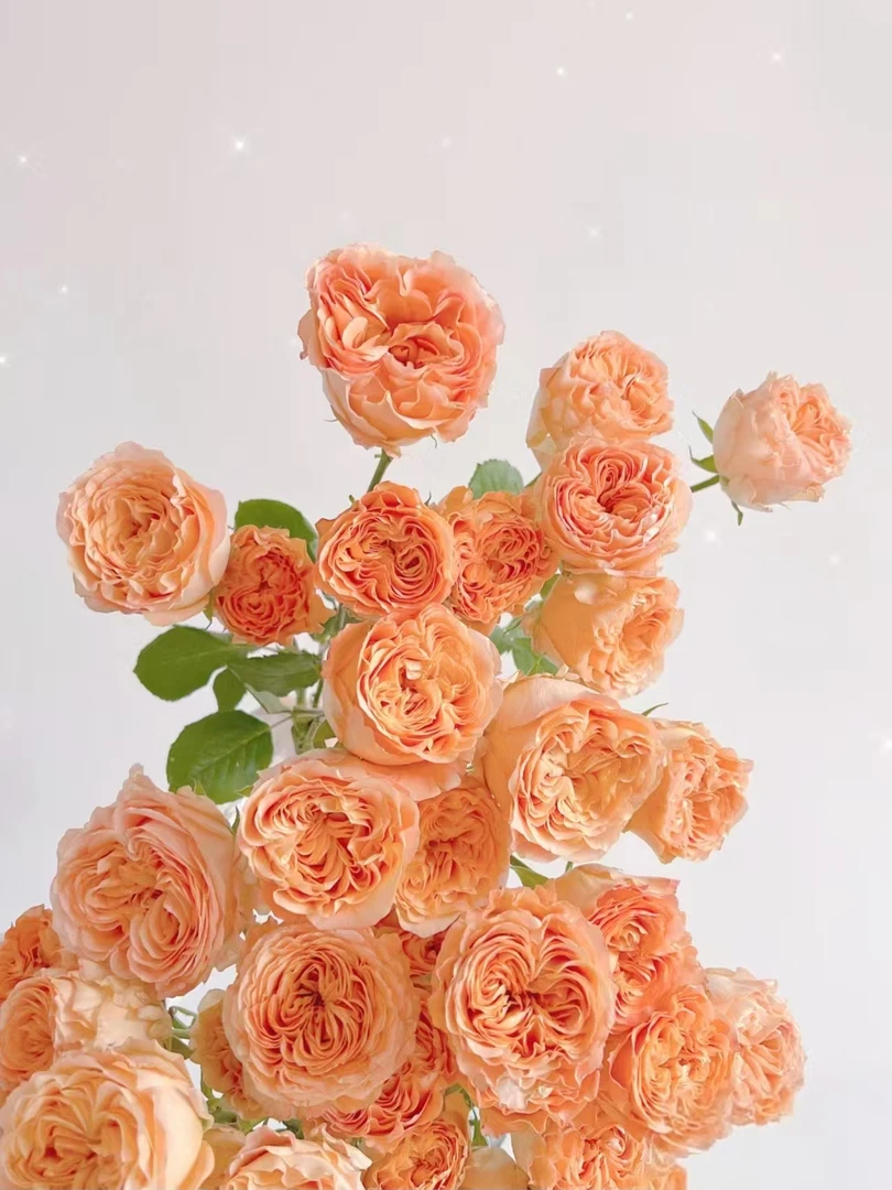 【源头一手价】小头杏色蕾丝泡泡10支 多头玫瑰 云南基地鲜花直发