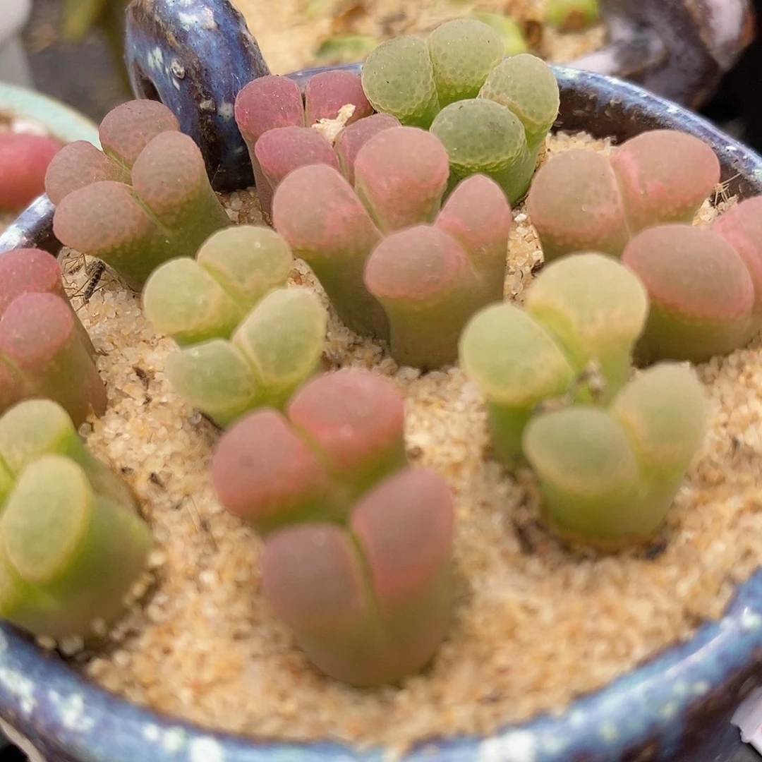 双头粉樱风铃一颗