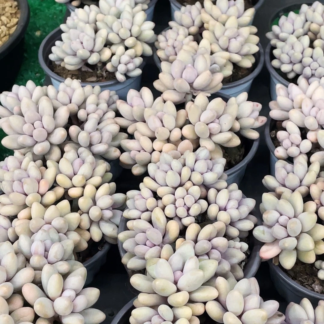 整桩无砍多头粉恋一颗