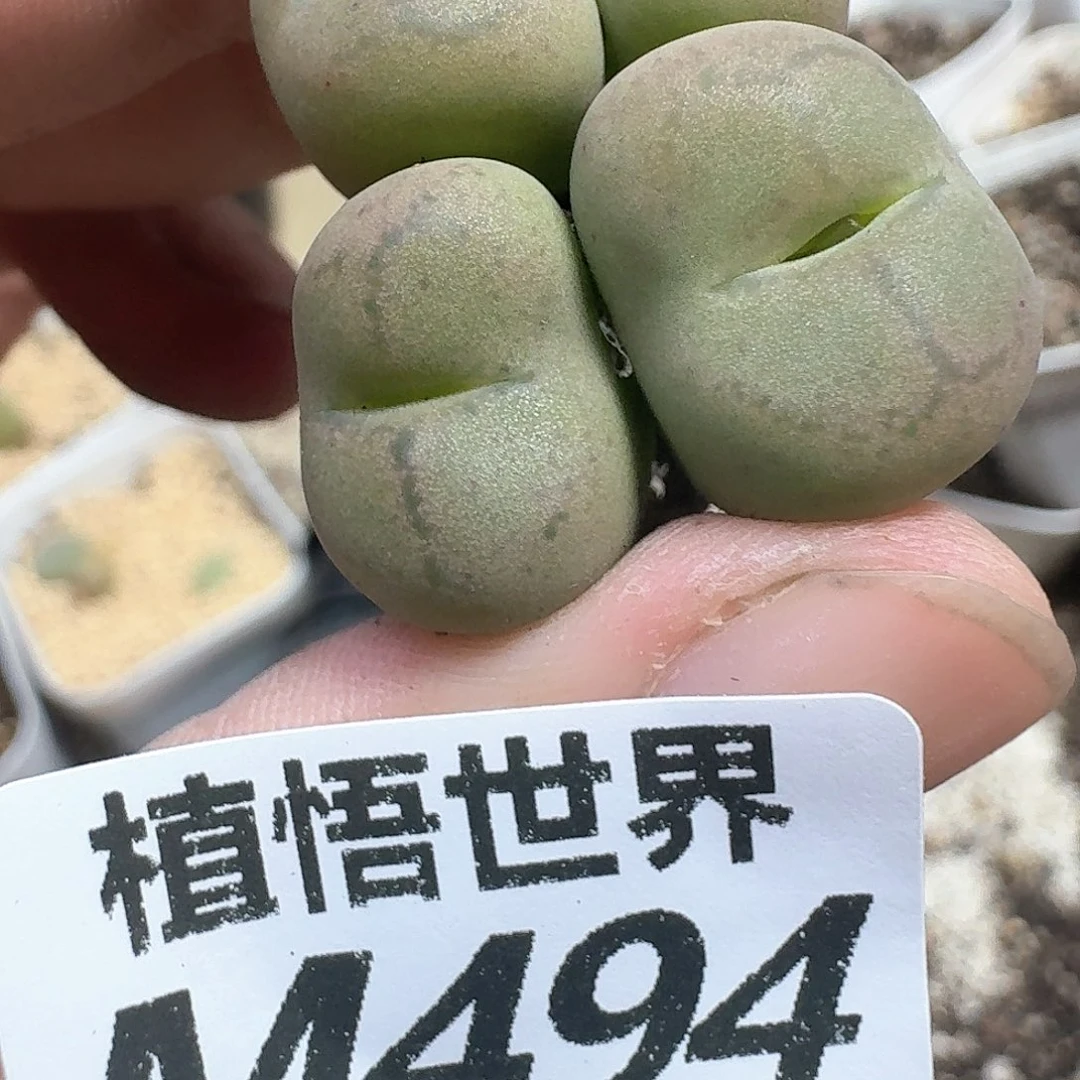 夏***L多肉植物的润泽额分