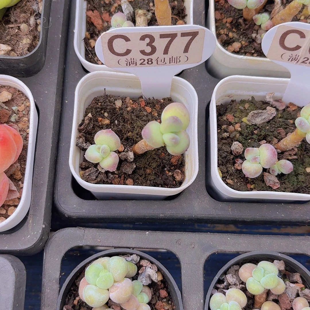 C377萤火虫一物一拍