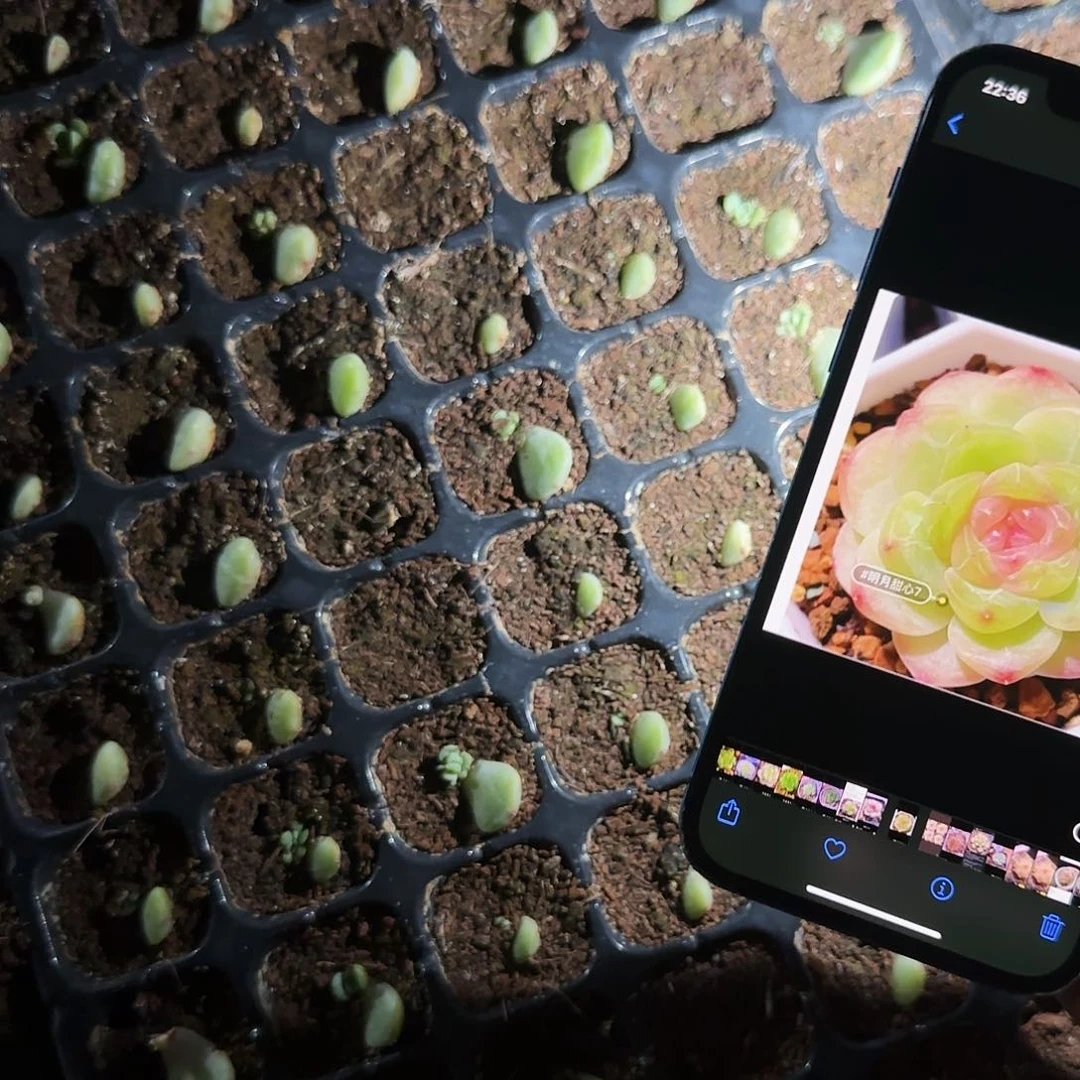 明月T7 芝麻穴一个满25包邮