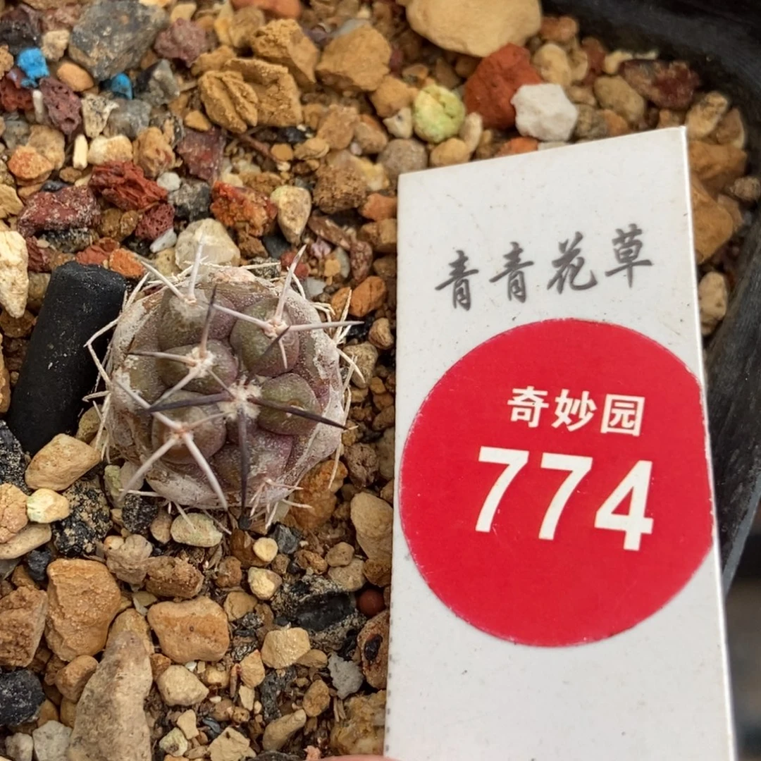 实生黑刺龙爪球1.5cm