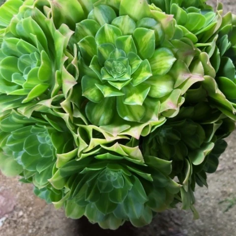 多肉植物翡翠琉璃，