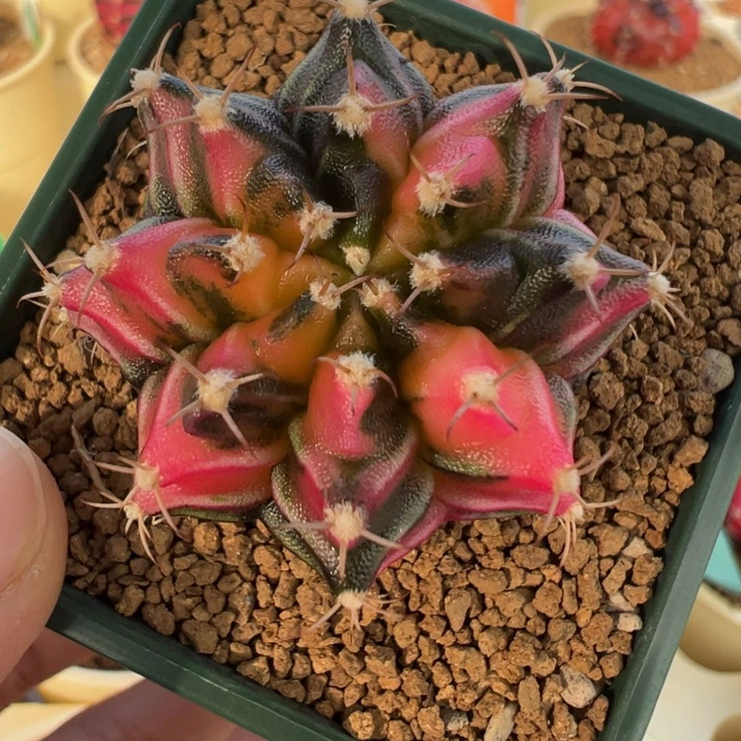 42 好看的米哈冲冲冲