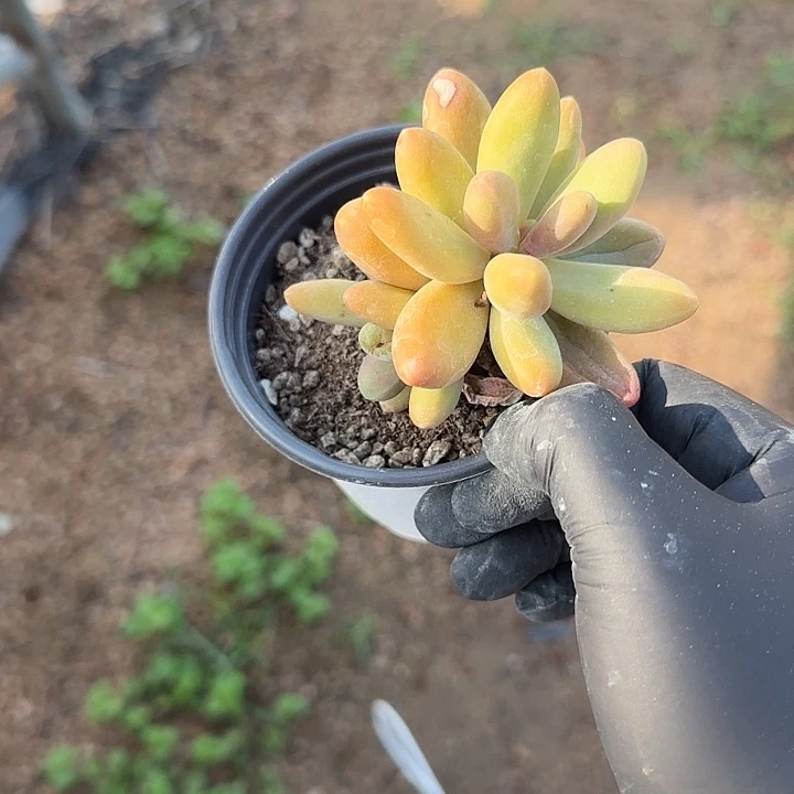 青蛙王子儿童牙膏111