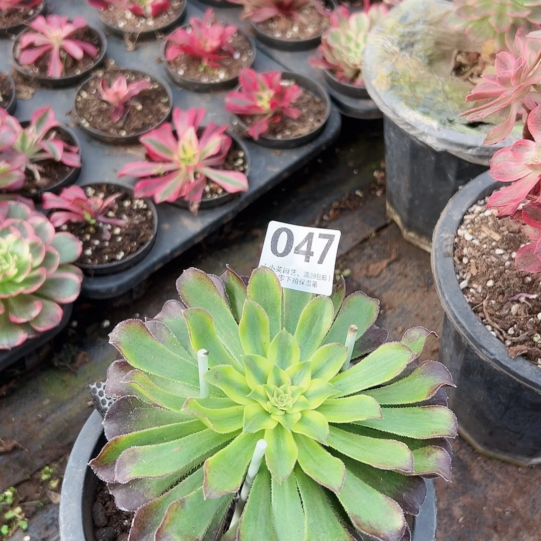 多肉植物多肉植物047